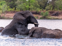Rzeka Zambezi